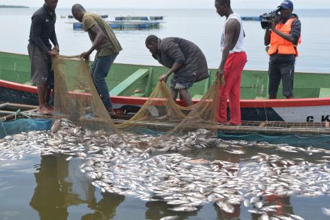 Fishermen remove dead Tilapia from a fis cage in Lake Victoria