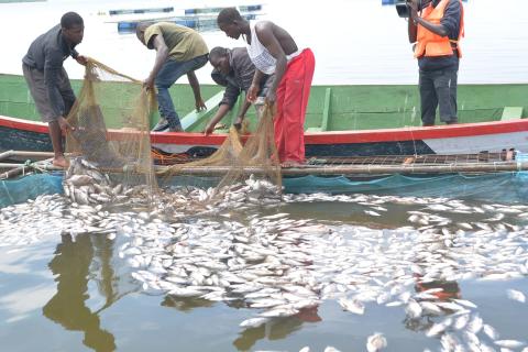 Fishermen in Kisumu removes dead fish from a fish cage. The mass deaths of fish have been attributed to hazardous waste in the lake/Viola Kosome